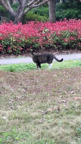 The video shows a striped cat standing in a grassy area near a sidewalk and red bushes. The cat is dark with white socks, and it licks its nose. There are trees and brown leaves visible in the background. The ground is a mix of grass and bare earth.