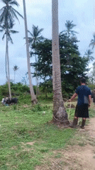 Water buffalo spar in Thai village field under supervision