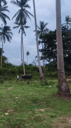Water buffalo spar in Thai village field under supervision