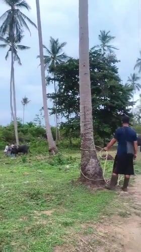 Water buffalo spar in Thai village field under supervision