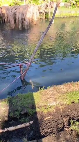 A body of dark, still water is in the foreground, reflecting green foliage and a building in the background. A rough, wooden pole is anchored in the water, held up by a pink strap. Dried palm fronds hang from a structure to the left of the pole. The water appears murky, with some debris visible on the surface. A narrow dirt path with green grass borders the water's edge. Lush vegetation, including palm trees, covers the bank behind the water.