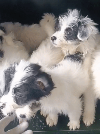 Puppies and dogs at a Nairobi shelter, July morning