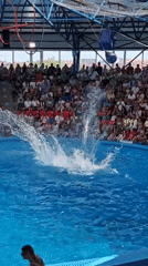 Marine animal shows draw crowds to Sochi aquarium facility