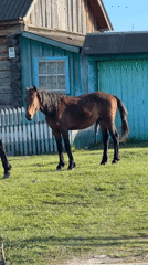 Horses graze peacefully near homes in rural Russian village