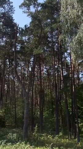 The video shows a view looking up through a dense forest of tall, slender trees, primarily pines, with some lighter-colored trees mixed in. The camera appears to be moving, giving the impression of driving or walking through the forest. Sunlight filters through the canopy, illuminating patches of the forest floor and the upper branches. The lower portions of the trees are in shadow, with the ground covered in grass and undergrowth. The sky is visible through the gaps in the leaves, appearing clear and blue. The overall impression is of a natural, peaceful woodland environment.