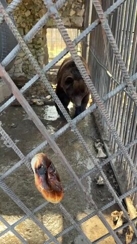 A medium shot shows a brown bear inside a caged enclosure. The cage is made of rusty metal bars. The floor of the enclosure is concrete and appears dirty. The bear is standing near the front of the cage, looking down at a piece of food that is lying on the floor just outside the bars. The food is a light tan color and appears to be burnt or blackened in spots. The background is blurry but appears to show trees and a stone wall. The lighting is bright and sunny.