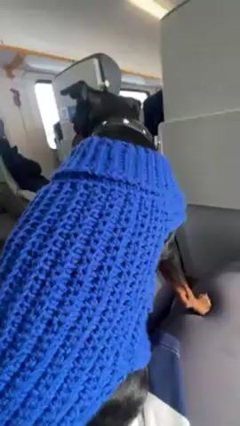 The video shows a black and tan dog, wearing a bright blue crocheted sweater and black collar, standing on the back of a seat inside a train. The dog is barking and looking around. The train interior is visible, with blue and white seats and a window. Through the window, a winter landscape with snow-covered ground and bare trees can be seen. The lighting is bright.