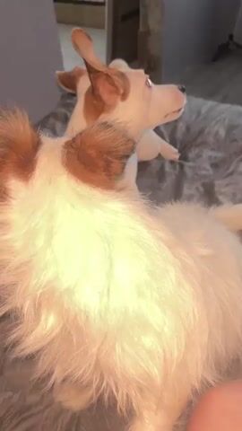 The video shows two small dogs on a bed. The dog in the foreground is mostly white with brown markings on its head and ears. Its fur appears fluffy and somewhat messy. The dog in the background is white with larger brown patches on its back and head, and it is standing. The dogs are indoors, as suggested by the soft lighting and the appearance of a bed with dark grey bedding. The setting appears to be a bedroom. The overall mood is relaxed and domestic. There are no people clearly visible, though a part of a person's leg is visible in the lower right corner of the frame, suggesting someone is filming or interacting with the dogs. The time of day is indeterminate due to the indoor setting and artificial lighting. No weather or location-specific cues are evident beyond the domestic interior. No text is visible in the video.