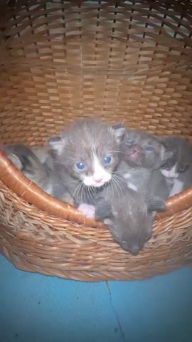 The video shows a close-up of a wicker basket filled with several newborn kittens. The kittens are a mix of grey, white, and black tabby colors, with large, blue eyes and tiny pink noses. They are nestled together, some appearing to be sleeping while others are awake and looking around. One kitten in the foreground is stretching out a paw, and another is yawning, revealing a tiny pink mouth. The basket is woven from light brown material and has a thick, rounded rim. The kittens appear to be very young and vulnerable, exhibiting typical kitten behaviors like seeking comfort and closeness. The overall impression is one of tenderness and innocence. The background is blurred but suggests an indoor setting with a blue surface beneath the basket. There is no visible text in the video. The time of day and weather conditions are not discernible. The location context of Ravna Gora, Bulgaria, provides a geographical reference but no visual cues within the video itself indicate this specific location. The emotions evoked are those of cuteness and endearment due to the presence of the young animals.