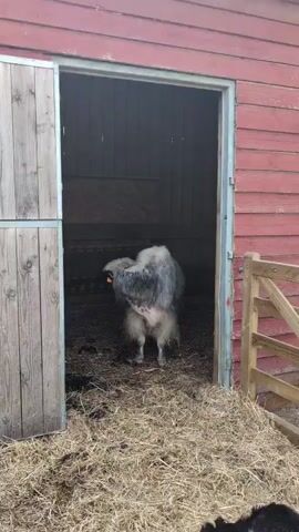 A fluffy, gray and white sheep stands in the doorway of a red barn. The sheep has a large, shaggy fleece and is facing away from the camera. Its back is to the viewer, and it appears to be scratching its head with its hind leg. The barn has a wooden sliding door on the left and a wooden fence on the right. The ground inside the barn is covered with straw and manure. The overall impression is of a farm animal in its natural environment.