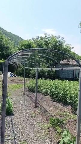 The video shows a view of an outdoor garden with a metal archway in the foreground. The archway is made of curved metal pipes and appears to be a structure for plants to grow on. It is covered with a mesh material. A gravel path runs alongside the archway, bordered by a wire fence. To the right of the archway, rows of green plants are visible, suggesting a vegetable garden. Further back, a small building with a tiled roof can be seen. The background is filled with lush green trees and a gently sloping hill under a clear blue sky. The overall scene depicts a rural or suburban garden setting on a sunny day.