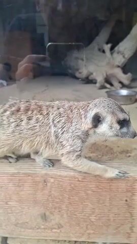 A meerkat walks past a glass enclosure towards a rocky background. It has dark eyes and stripes running down its back. The enclosure contains sand, wooden planks, two metal bowls, and a log with a hole in it.