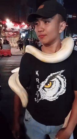 Surakarta night street fills with crowds, exotic animals, and vendors