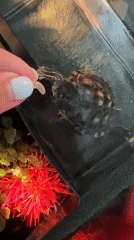 Slow domestic day in Novoaltaysk: cooking, a pet turtle, and downtime