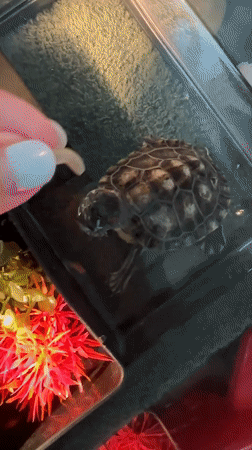 Slow domestic day in Novoaltaysk: cooking, a pet turtle, and downtime