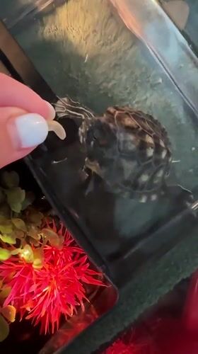 Slow domestic day in Novoaltaysk: cooking, a pet turtle, and downtime