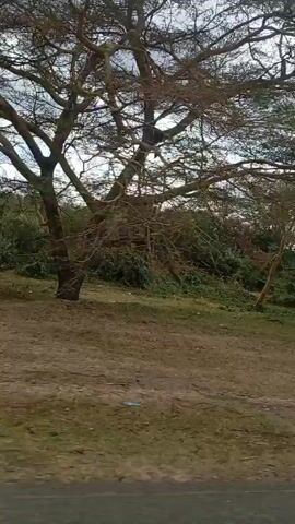The camera pans to the right, revealing a landscape of sparse trees with thin, bare branches interspersed with thicker, lush green trees. The ground is mostly brown and dry, with patches of green grass. The sky is overcast with grey clouds, suggesting a cloudy day. There are hints of some distant greenery in the background. The camera seems to be moving as it captures the scene, possibly from a vehicle passing by.
