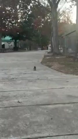 The video shows a squirrel running across a paved pathway. The squirrel starts in the middle of the path and runs towards the right side of the frame, disappearing behind a chain-link fence. The background includes trees with autumn foliage, a building with a turquoise roof, and a sports field behind the fence. A person can be heard speaking in the background.