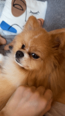Afternoon pet bonding session documented in Pazardzhik, Bulgaria