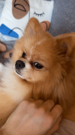 Afternoon pet bonding session documented in Pazardzhik, Bulgaria