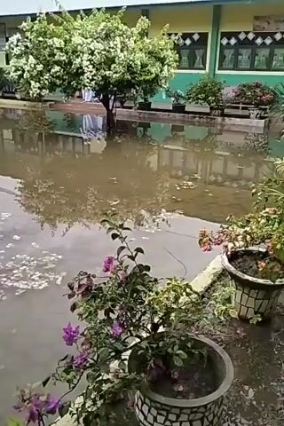 The video shows a flooded school courtyard. The building is single-story with a green and yellow facade. A rusty brown roof overhangs the building. The courtyard is filled with murky water, reflecting the building and nearby trees. There are potted plants lining the edge of the flooded area, including bougainvillea with purple and pink flowers. White flower petals float on the surface of the water. People walk along the building's walkway, seemingly unbothered by the high water level. The overall tone suggests a scene of unexpected flooding in an educational environment.