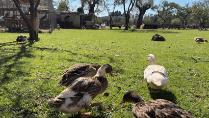 Ducks and goose forage together in Montenegro field