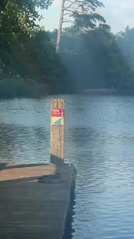 A static, medium shot shows a wooden dock extending into a calm body of water. A wooden post stands on the dock, adorned with a red and yellow sign featuring a map and text. Two ducks are resting on the dock near the post. The background consists of dense green trees lining the opposite shore of the lake, with a tall, slender tree prominently featured. Sunlight filters through the trees, creating a hazy, atmospheric effect. The water is calm with gentle ripples.