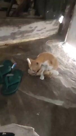 An orange and white cat is seen on a dirty, possibly concrete, floor. The cat is initially grooming its hind leg. It then stands up and walks out of the left side of the frame. The camera pans slightly left, then stabilizes, showing a pair of green flip-flops and a small blue and white object (possibly a toothpaste tube or toothbrush) on the floor, with a textured wall visible in the background.