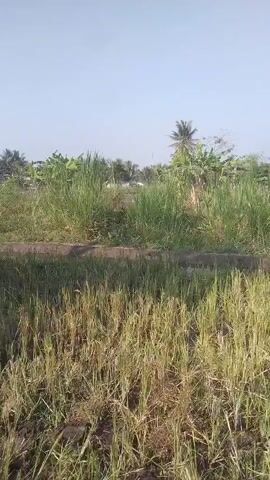 The video shows a field with dry, golden-brown grass in the foreground and tall, green grass and tropical trees in the background. The sky is clear and blue. A low, dark-colored structure runs horizontally across the middle of the frame, separating the dry grass from the greener vegetation. The perspective is from ground level, looking slightly upwards. There are no people or animals visible in the video. The overall impression is of an outdoor, rural environment during daylight.
