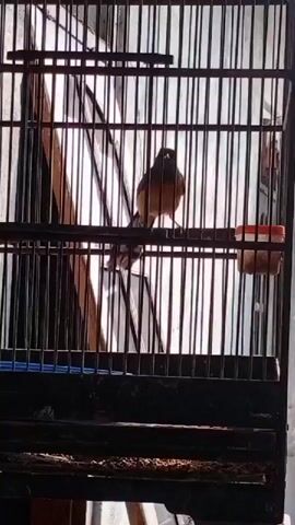 A small bird, likely a Magpie Robin based on its coloring, is perched on a wooden bar inside a black metal birdcage. The bird is facing left, with its body angled slightly towards the camera. Its tail feathers are long and white with black markings. The cage has vertical bars and a slightly worn, dark-colored base. To the right of the bird, attached to the cage bars, is a small red food dish containing what appears to be birdseed or small insects. The background is out of focus, but appears to be an indoor setting with bright light coming from a window or opening. The overall scene is a close-up view of the bird within its enclosure.