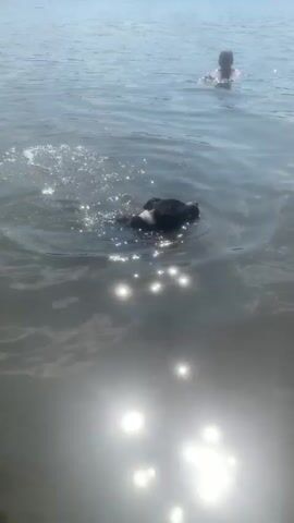 A black and white dog is swimming in a body of water. The dog's head and part of its back are visible above the surface, with its body submerged. The water is calm with gentle ripples, and sunlight is reflecting off the surface, creating bright spots. In the background, a person is also swimming, appearing smaller in the distance. The scene suggests a warm, sunny day, likely in the late morning or afternoon given the bright sunlight. The overall mood is peaceful and recreational, with the dog enjoying a swim and the person also engaged in water activity. The location context provided is Kosy, Ukraine, suggesting this is a natural body of water like a lake or river in that region. There is no visible text in the media file.