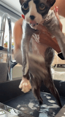 Sphynx cat receives bath in Netanya kitchen sink