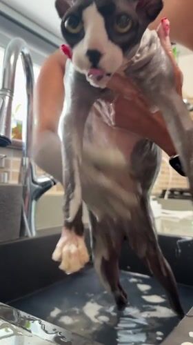 Sphynx cat receives bath in Netanya kitchen sink