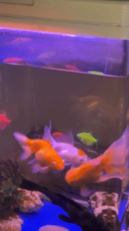Fish tanks, cubist art, and night scenes in Kuta Selatan