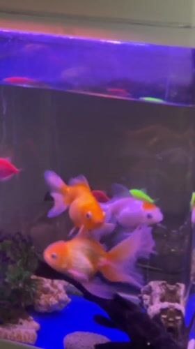 Fish tanks, cubist art, and night scenes in Kuta Selatan