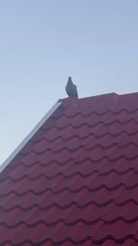 A pigeon is perched on the peak of a red tiled roof. The sky is clear and blue. The camera angle is looking upwards at the roof and sky. The video is short and shows no movement.
