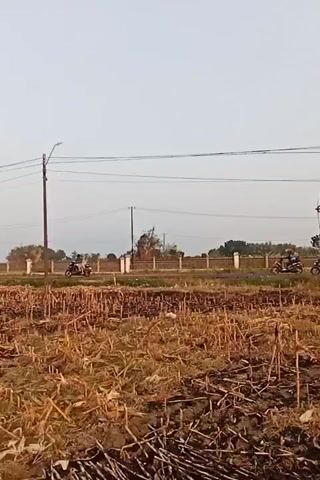 The video shows a rural landscape with a field in the foreground and a road in the background. The field is covered with dry, cut stalks of what appears to be sugarcane or a similar crop. The ground is mostly bare earth, with remnants of the harvested crop scattered around. In the background, a road runs parallel to the field, bordered by a fence with white posts. Several people are riding motorcycles on the road. There are utility poles and power lines visible above the road. The sky is clear and light, suggesting it is daytime, possibly late afternoon or early morning due to the soft light. The overall scene depicts agricultural land after harvest, with a common mode of transportation in the form of motorcycles being used on the adjacent road.