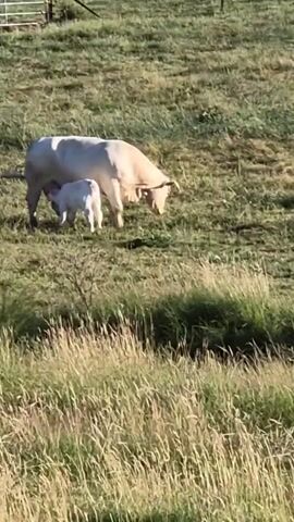 This video captures a serene scene of a mother cow and her calf grazing in a lush green pasture. The light suggests it's either early morning or late afternoon, with the sun casting long shadows across the field. The setting appears to be rural, possibly a farm or a ranch, with a fence visible in the background. The overall mood is peaceful and idyllic, highlighting the natural bond between the animals. The focus is on the gentle interaction as the calf stays close to its mother, both peacefully grazing on the abundant grass. There is no visible text in the video.