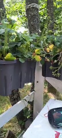 The video shows a close-up of a plant, likely strawberries, in a dark gray hanging planter. The plants have green leaves and some developing fruit. The planter is attached to a white railing or fence, and a tree trunk is visible behind it. The background is a lush green yard with sunlight filtering through the leaves. The camera pans slightly to reveal more of the plant and the surrounding environment. There are no people or animals visible in the video. The video appears to be taken outdoors during the daytime.