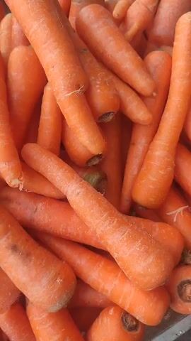 Here is a concise description of the video:

The video shows a close-up view of a pile of unwashed, orange carrots. The carrots are mostly whole, with some showing remnants of their roots. The camera angle is from above, providing a direct look into the pile.  The background is blurred, suggesting the carrots are the focus of the video.