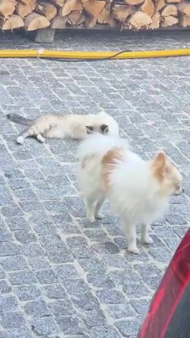 A small, fluffy white and tan dog is interacting with a Siamese cat on a cobblestone patio. The cat is lying down, and the dog is sniffing and nudging it. In the background, a pile of cut firewood is visible.