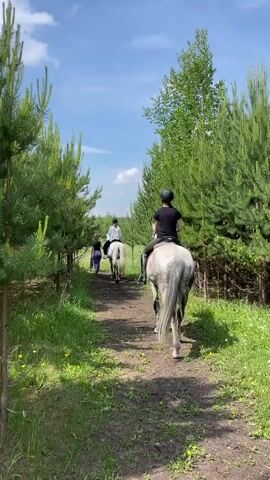 A video shows three people on horseback riding along a dirt path lined with tall pine trees and green grass. The sky is blue with scattered clouds. The person in the foreground is on a light-colored horse, wearing a black shirt and a helmet. A second person on a white horse is further ahead, and a third person, walking, is in the distance behind them. The scene appears to be a trail ride through a wooded area on a sunny day.