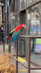 Scarlet macaw spotted on NYC railing, fed by pedestrian