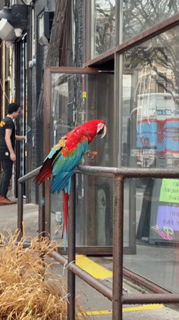 Scarlet macaw spotted on NYC railing, fed by pedestrian