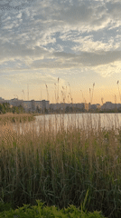 Evening lakeside life captured in Saint Petersburg park