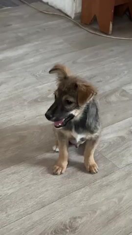 A small puppy with brown and black fur sits on a light gray wooden floor. Its ears are perked up and slightly tilted, and its mouth is open, with its tongue visible. The puppy's eyes are dark and round, looking directly at the camera. In the background, the floor continues, and to the right, there is a wooden furniture piece with a light brown finish. The overall lighting suggests an indoor setting. The puppy appears energetic and playful.