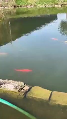 The video shows a small, calm pond with several koi fish swimming near the surface. The fish are mostly bright orange, with one yellow one. A piece of food is thrown into the water, causing the yellow koi to jump and create ripples. The edge of the pond is lined with mossy stones, and a green hose sits nearby. The pond is surrounded by grass and trees, and a set of stairs can be seen in the background. The lighting suggests it is a sunny day.
