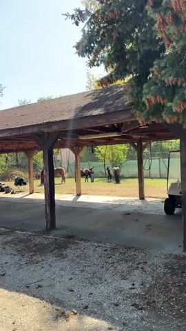 The video shows an outdoor area with a covered wooden structure. In the background, several horses and people are visible. One person appears to be interacting with a horse under the cover of the structure. Another horse is standing nearby. Further back, there is a fence and trees. The ground is covered with gravel and concrete. The lighting suggests it is daytime.