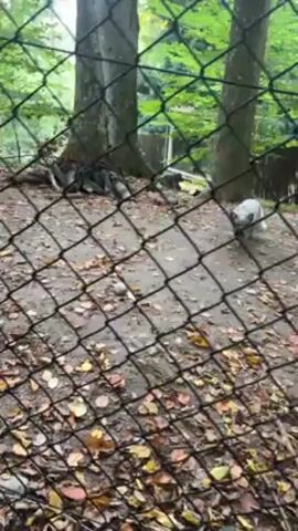 The video shows an arctic fox inside an enclosure at a zoo. The fox is primarily white with some greyish markings. It walks along the ground which is covered in dirt and fallen leaves. A black chain-link fence separates the viewer from the animal's enclosure. The background of the enclosure features trees and green vegetation. The day is overcast.
