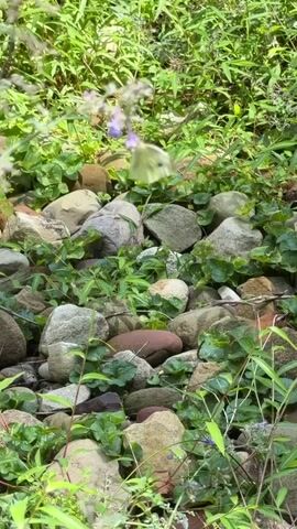 A pale yellow butterfly with dark markings on its wings flutters among a collection of smooth, rounded rocks and lush green foliage. The butterfly is in focus, appearing to hover or land near a small cluster of delicate purple flowers. The surrounding environment is densely vegetated, with various shades of green from leaves and grass, and the rocks vary in color from light grey and tan to darker brown and reddish hues. The lighting suggests an outdoor, daytime setting, possibly a garden or a natural rocky area.